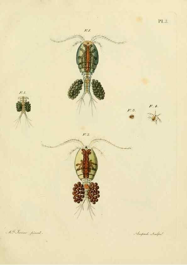 Reproducción/Reproduction 9217313530: Histoire des monocles qui se trouvent aux environs de Genève /. Genève,J.J. Paschoud,1820.