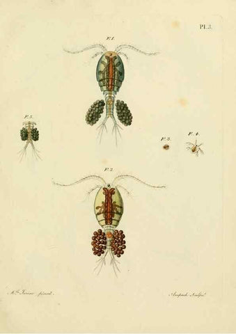 Reproducción/Reproduction 9217313530: Histoire des monocles qui se trouvent aux environs de Genève /. Genève,J.J. Paschoud,1820.