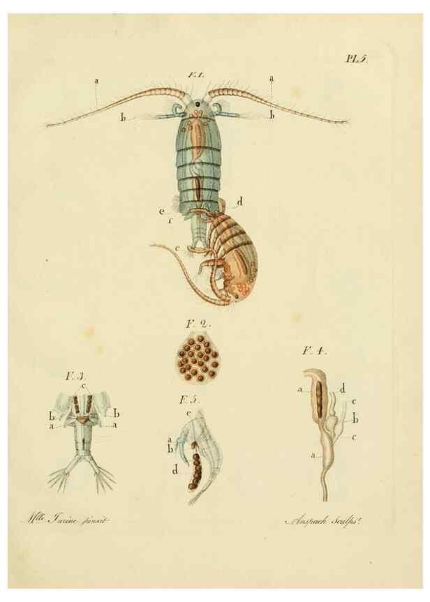 Reproducción/Reproduction 9217316572: Histoire des monocles qui se trouvent aux environs de Genève /. Genève,J.J. Paschoud,1820.