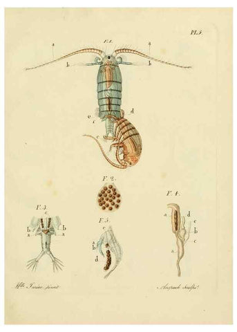 Reproducción/Reproduction 9217316572: Histoire des monocles qui se trouvent aux environs de Genève /. Genève,J.J. Paschoud,1820.
