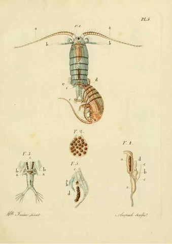 Reproducción/Reproduction 9217316572: Histoire des monocles qui se trouvent aux environs de Genève /. Genève,J.J. Paschoud,1820.