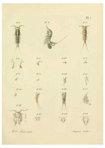 Reproducción/Reproduction 9217319426: Histoire des monocles qui se trouvent aux environs de Genève /. Genève,J.J. Paschoud,1820.