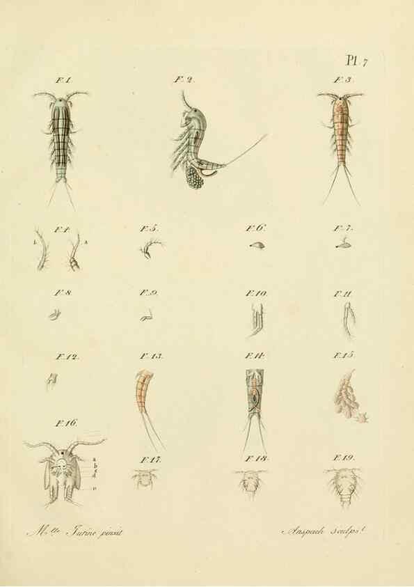 Reproducción/Reproduction 9217319426: Histoire des monocles qui se trouvent aux environs de Genève /. Genève,J.J. Paschoud,1820.