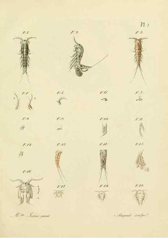 Reproducción/Reproduction 9217319426: Histoire des monocles qui se trouvent aux environs de Genève /. Genève,J.J. Paschoud,1820.