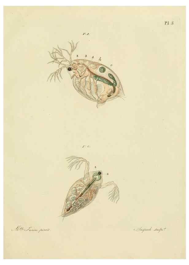 Reproducción/Reproduction 9217320810: Histoire des monocles qui se trouvent aux environs de Genève /. Genève,J.J. Paschoud,1820.