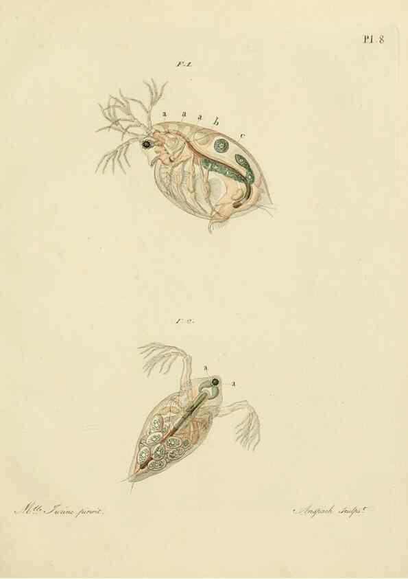 Reproducción/Reproduction 9217320810: Histoire des monocles qui se trouvent aux environs de Genève /. Genève,J.J. Paschoud,1820.