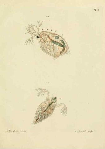 Reproducción/Reproduction 9217320810: Histoire des monocles qui se trouvent aux environs de Genève /. Genève,J.J. Paschoud,1820.