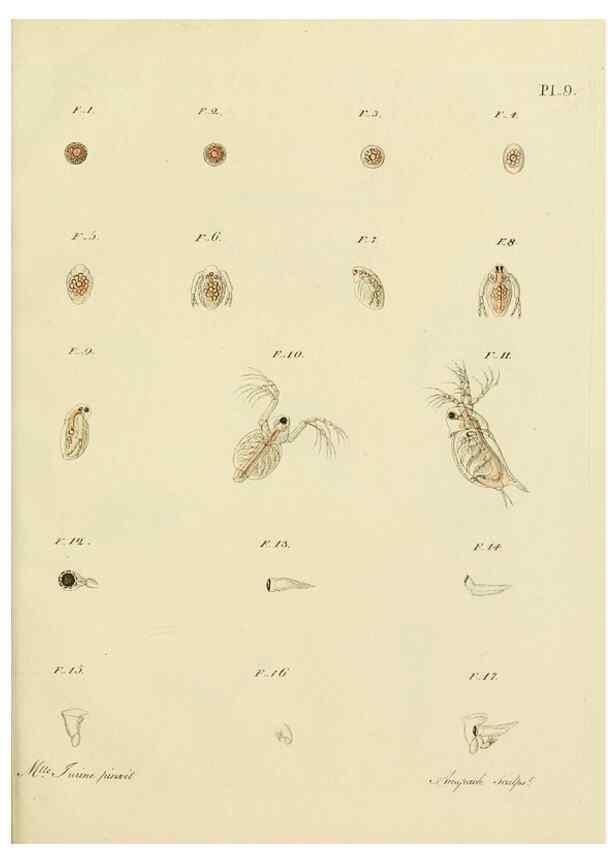 Reproducción/Reproduction 9217322214: Histoire des monocles qui se trouvent aux environs de Genève /. Genève,J.J. Paschoud,1820.