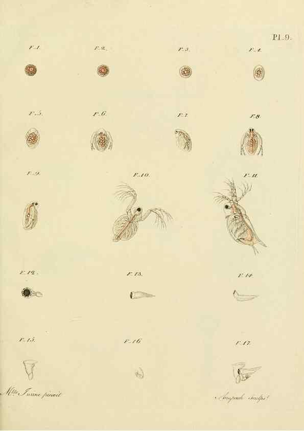 Reproducción/Reproduction 9217322214: Histoire des monocles qui se trouvent aux environs de Genève /. Genève,J.J. Paschoud,1820.