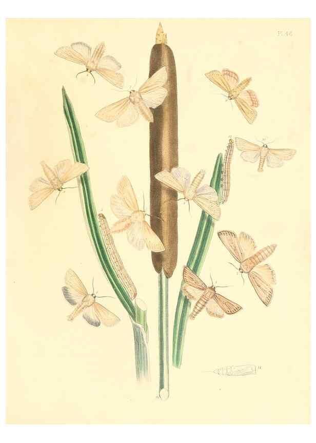 Reproducción/Reproduction 9216579004: British moths and their transformations.. London :W. Smith,1843-45.