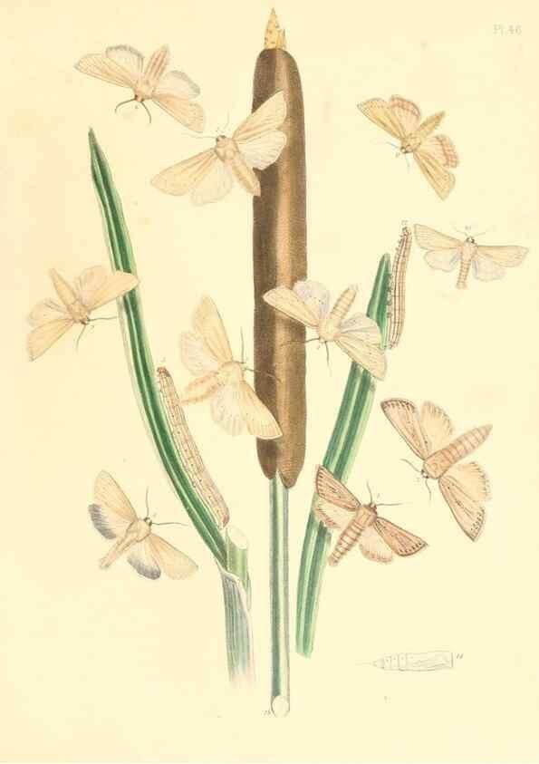 Reproducción/Reproduction 9216579004: British moths and their transformations.. London :W. Smith,1843-45.