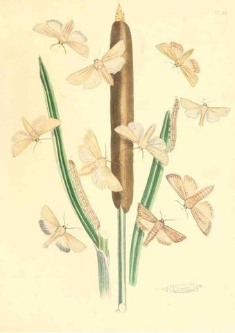 Reproducción/Reproduction 9216579004: British moths and their transformations.. London :W. Smith,1843-45.