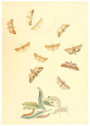 Reproducción/Reproduction 9213802311: British moths and their transformations.. London :W. Smith,1843-45.