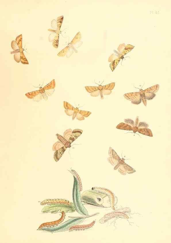 Reproducción/Reproduction 9213802311: British moths and their transformations.. London :W. Smith,1843-45.