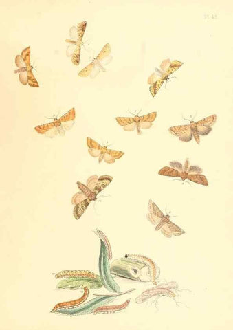 Reproducción/Reproduction 9213802311: British moths and their transformations.. London :W. Smith,1843-45.