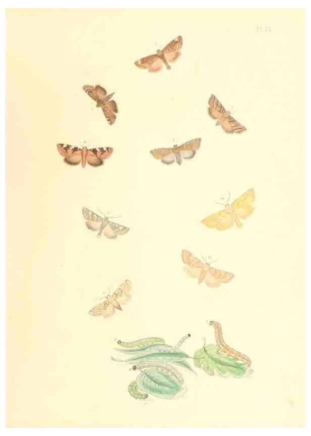 Reproducción/Reproduction 9213801347: British moths and their transformations.. London :W. Smith,1843-45.