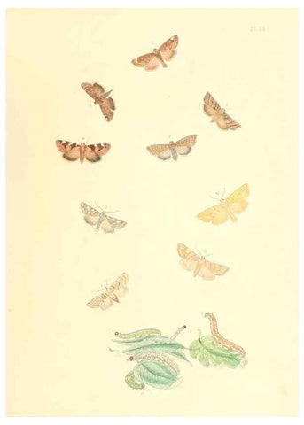 Reproducción/Reproduction 9213801347: British moths and their transformations.. London :W. Smith,1843-45.
