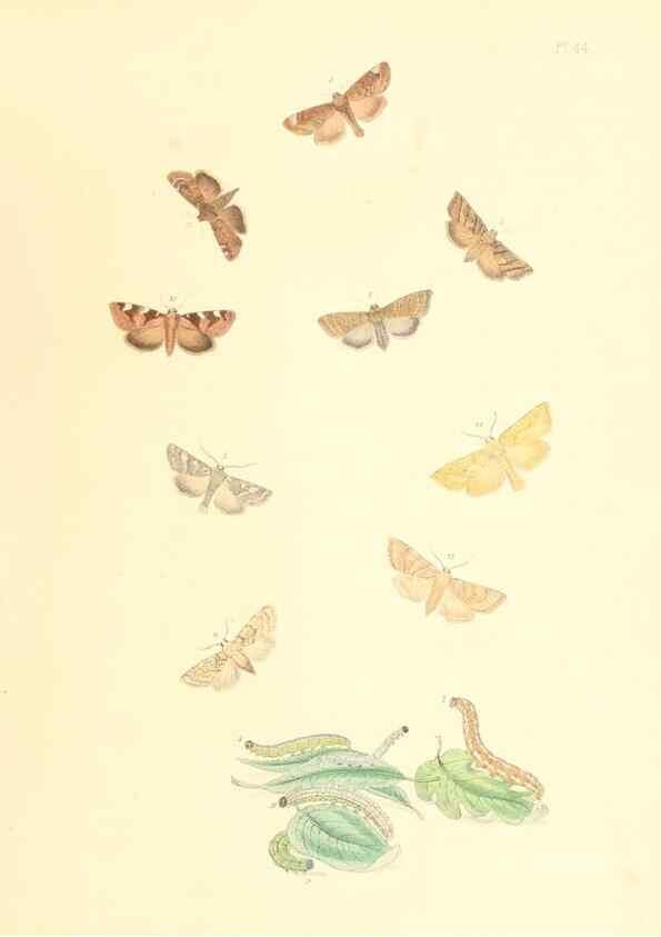 Reproducción/Reproduction 9213801347: British moths and their transformations.. London :W. Smith,1843-45.