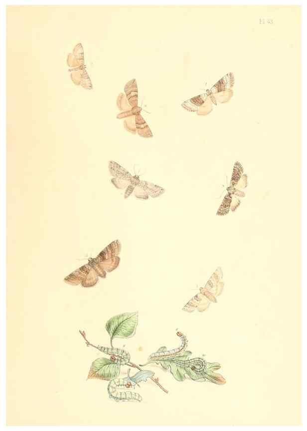 Reproducción/Reproduction 9216575906: British moths and their transformations.. London :W. Smith,1843-45.