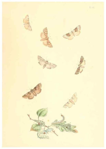 Reproducción/Reproduction 9216575906: British moths and their transformations.. London :W. Smith,1843-45.