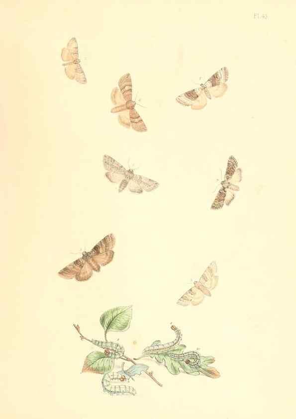 Reproducción/Reproduction 9216575906: British moths and their transformations.. London :W. Smith,1843-45.
