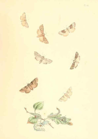 Reproducción/Reproduction 9216575906: British moths and their transformations.. London :W. Smith,1843-45.