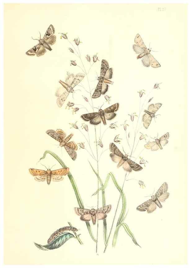Reproducción/Reproduction 9213783219: British moths and their transformations.. London :W. Smith,1843-45.