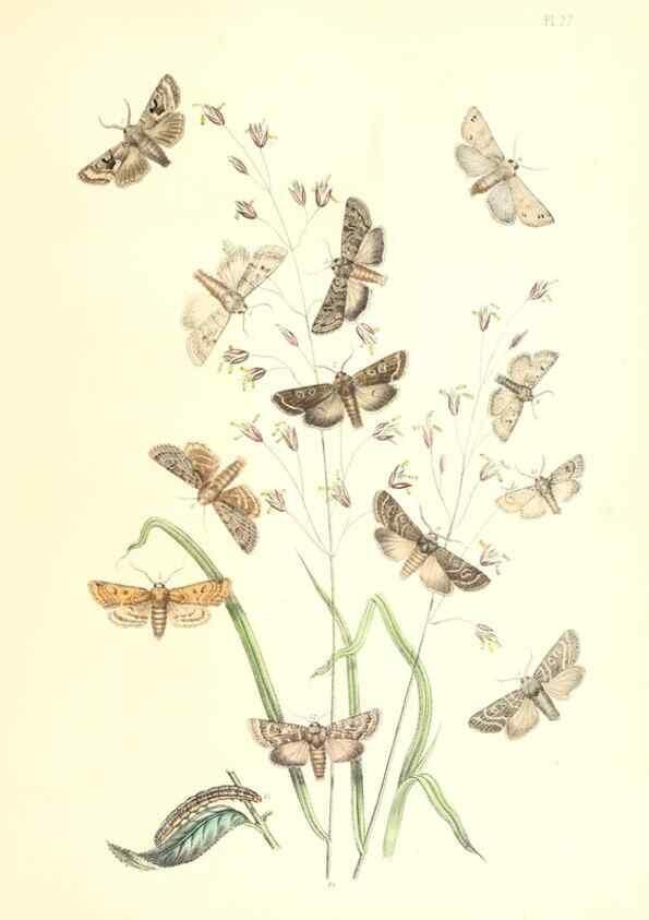 Reproducción/Reproduction 9213783219: British moths and their transformations.. London :W. Smith,1843-45.