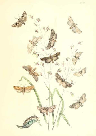 Reproducción/Reproduction 9213783219: British moths and their transformations.. London :W. Smith,1843-45.