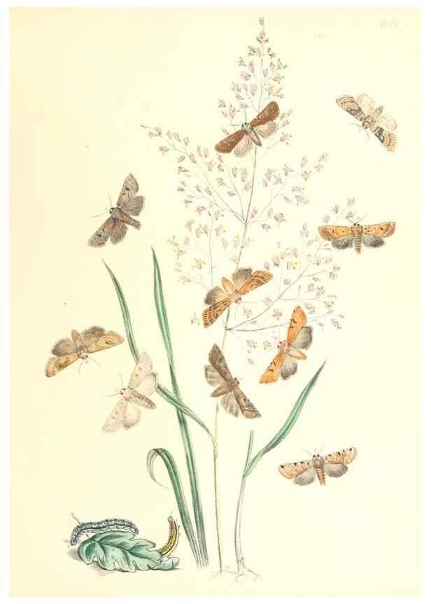 Reproducción/Reproduction 9216559102: British moths and their transformations.. London :W. Smith,1843-45.