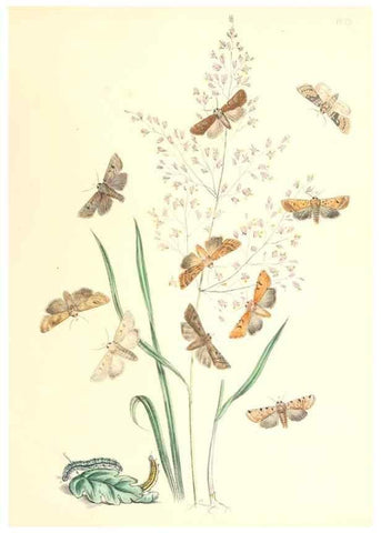 Reproducción/Reproduction 9216559102: British moths and their transformations.. London :W. Smith,1843-45.