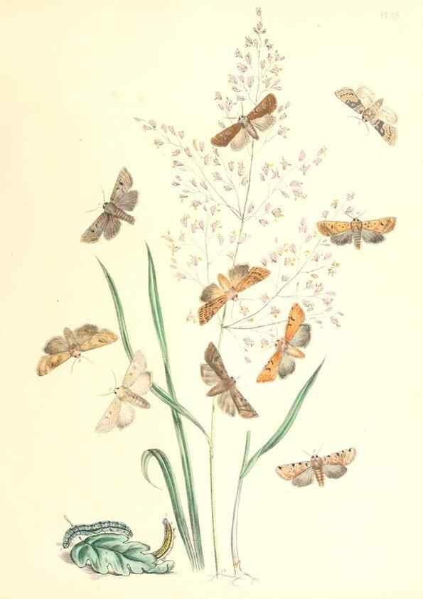 Reproducción/Reproduction 9216559102: British moths and their transformations.. London :W. Smith,1843-45.