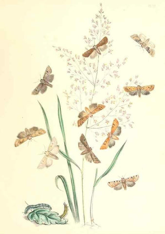 Reproducción/Reproduction 9216559102: British moths and their transformations.. London :W. Smith,1843-45.
