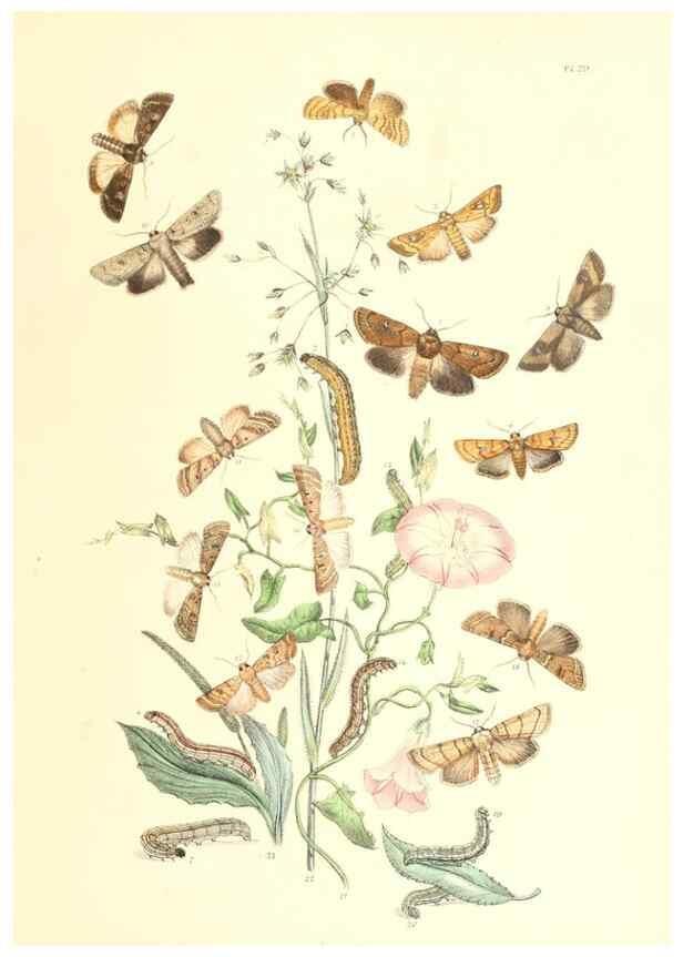 Reproducción/Reproduction 9216560134: British moths and their transformations.. London :W. Smith,1843-45.