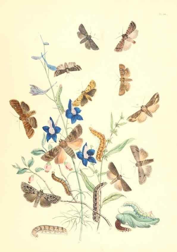 Reproducción/Reproduction 9216561272: British moths and their transformations.. London :W. Smith,1843-45.