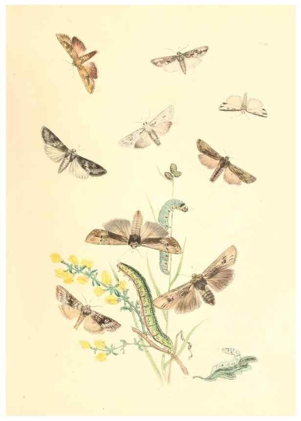 Reproducción/Reproduction 9213787251: British moths and their transformations.. London :W. Smith,1843-45.