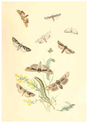 Reproducción/Reproduction 9213787251: British moths and their transformations.. London :W. Smith,1843-45.