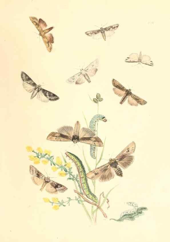 Reproducción/Reproduction 9213787251: British moths and their transformations.. London :W. Smith,1843-45.