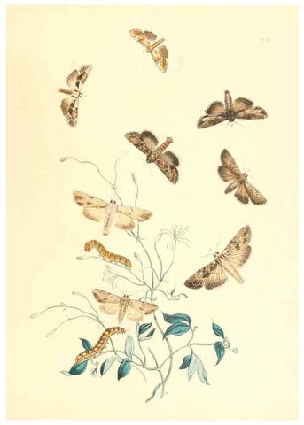 Reproducción/Reproduction 9216563286: British moths and their transformations.. London :W. Smith,1843-45.