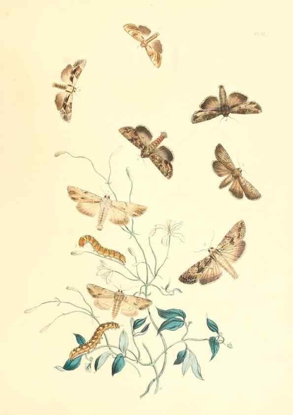 Reproducción/Reproduction 9216563286: British moths and their transformations.. London :W. Smith,1843-45.