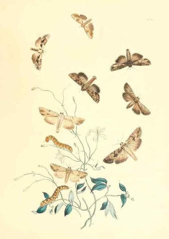 Reproducción/Reproduction 9216563286: British moths and their transformations.. London :W. Smith,1843-45.