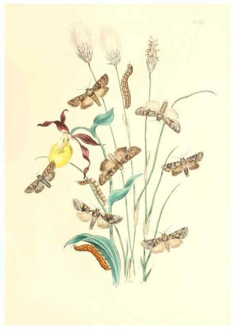 Reproducción/Reproduction 9216564512: British moths and their transformations.. London :W. Smith,1843-45.