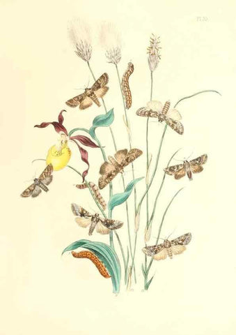 Reproducción/Reproduction 9216564512: British moths and their transformations.. London :W. Smith,1843-45.