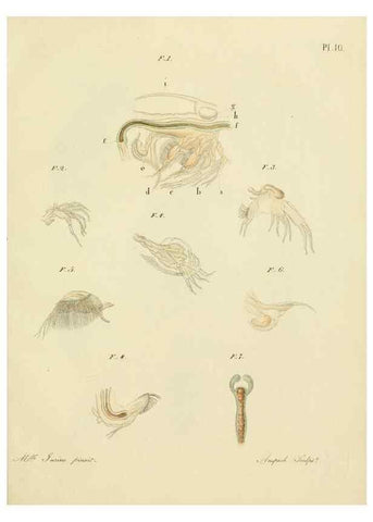 Reproducción/Reproduction 9217323238: Histoire des monocles qui se trouvent aux environs de Genève /. Genève,J.J. Paschoud,1820.