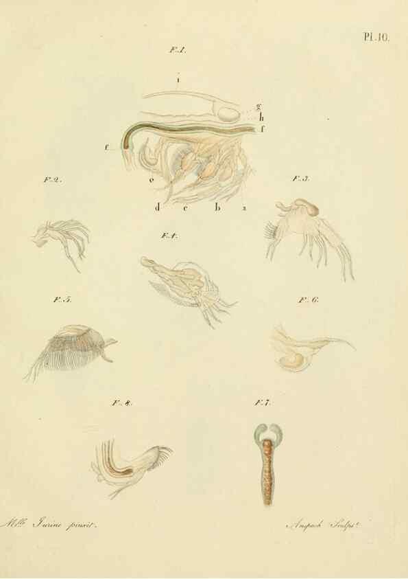 Reproducción/Reproduction 9217323238: Histoire des monocles qui se trouvent aux environs de Genève /. Genève,J.J. Paschoud,1820.