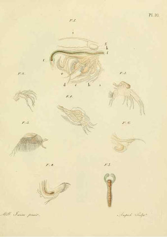 Reproducción/Reproduction 9217323238: Histoire des monocles qui se trouvent aux environs de Genève /. Genève,J.J. Paschoud,1820.