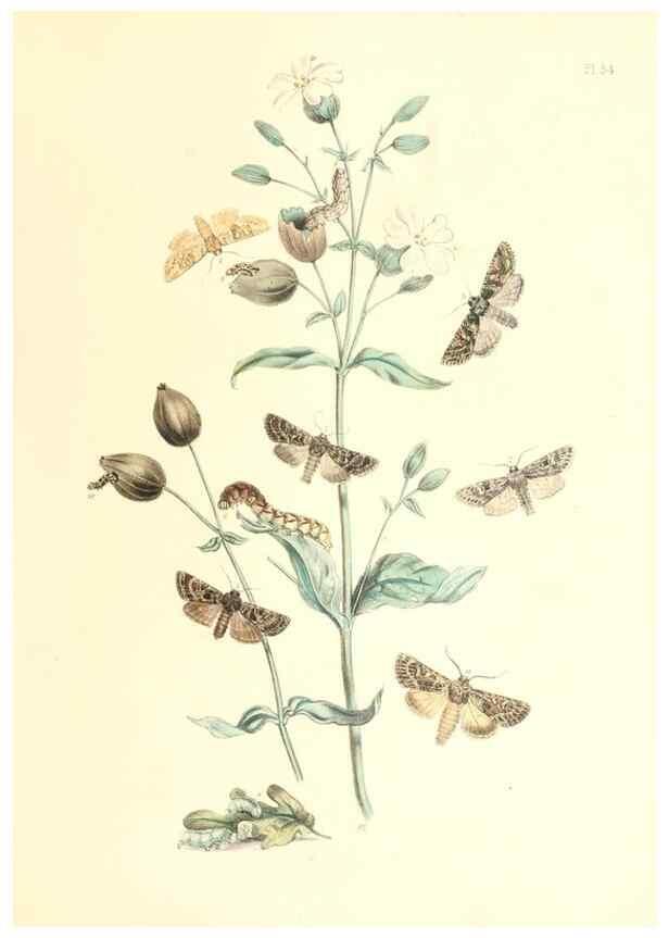 Reproducción/Reproduction 9213790297: British moths and their transformations.. London :W. Smith,1843-45.