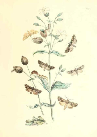 Reproducción/Reproduction 9213790297: British moths and their transformations.. London :W. Smith,1843-45.
