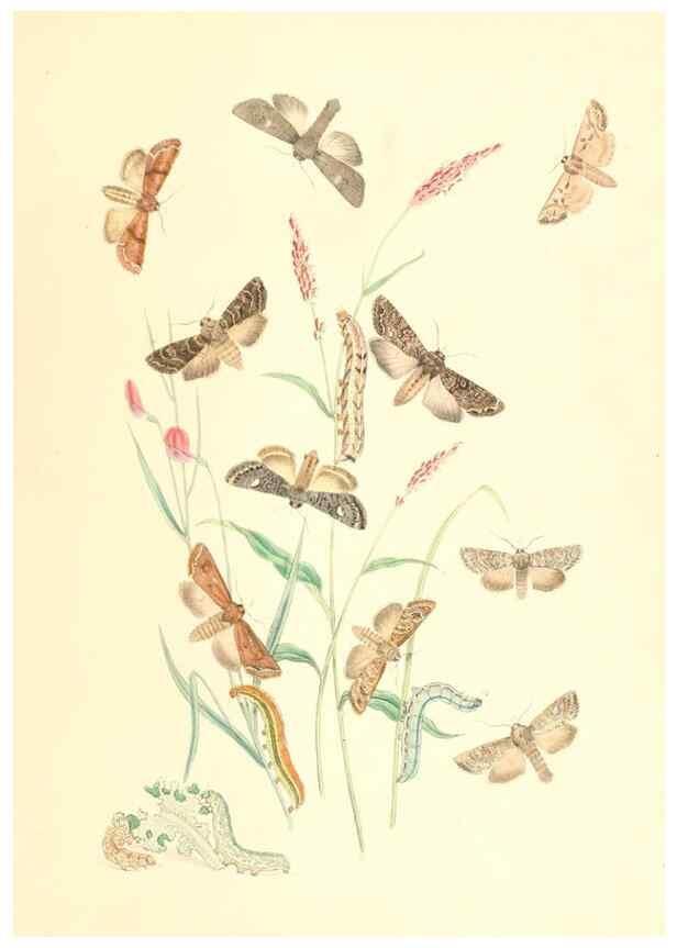 Reproducción/Reproduction 9216567582: British moths and their transformations.. London :W. Smith,1843-45.