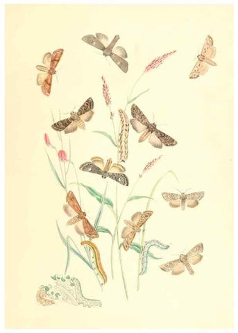 Reproducción/Reproduction 9216567582: British moths and their transformations.. London :W. Smith,1843-45.